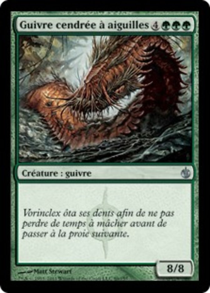 image Guivre cendrée à aiguilles