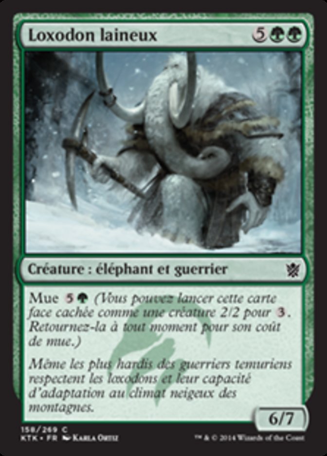 image Loxodon laineux