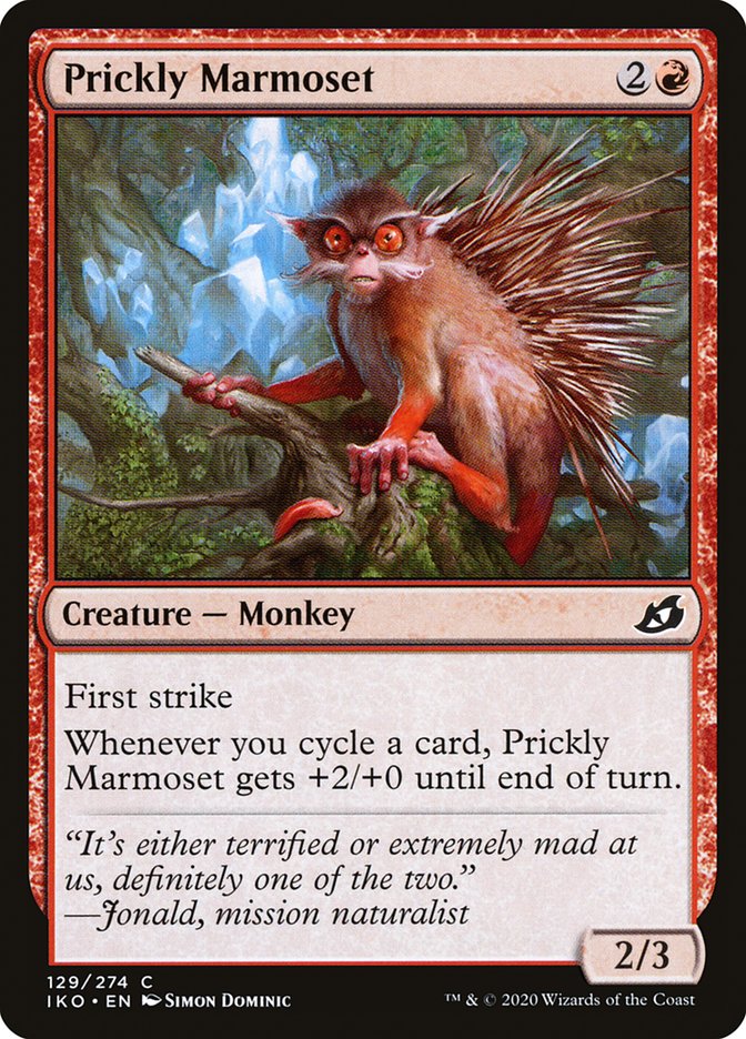 image Prickly Marmoset