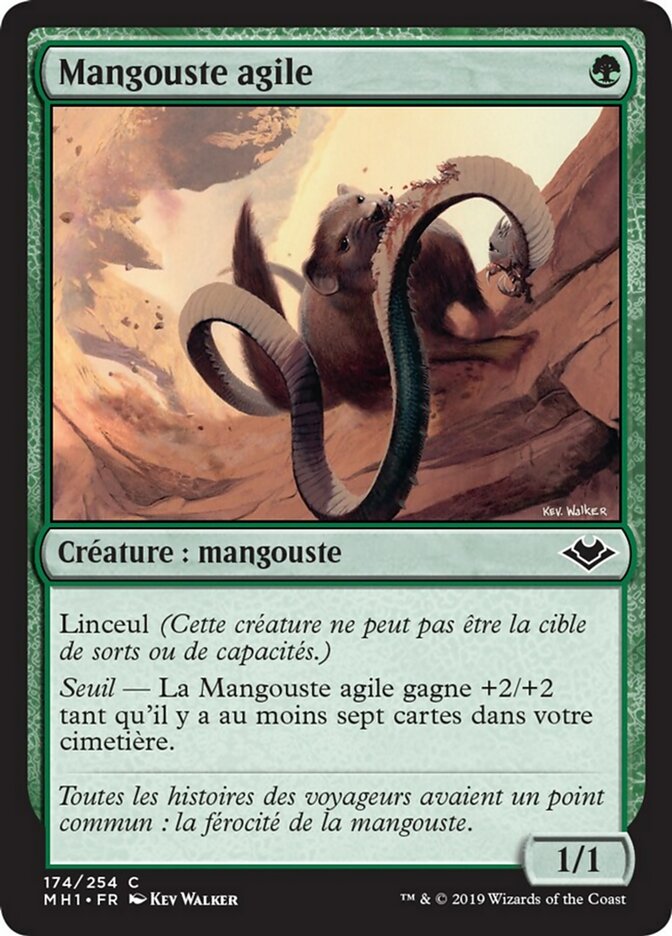 image Mangouste agile