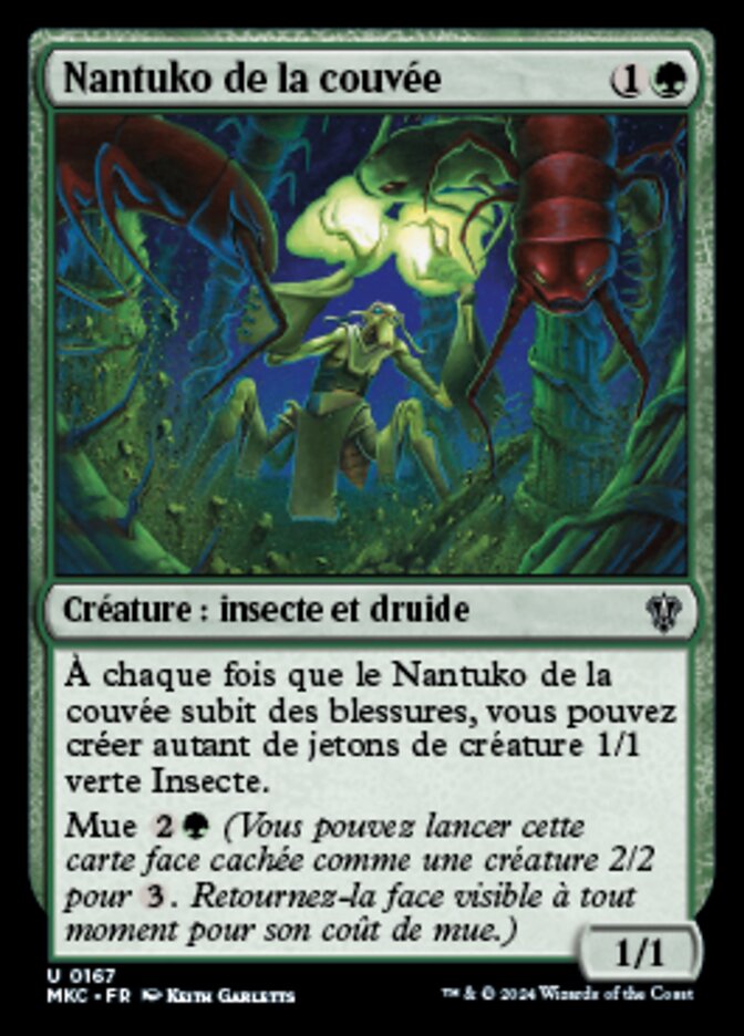 image Nantuko de la couvée