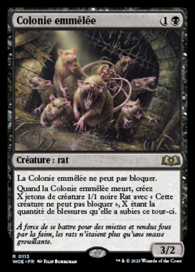 image Colonie emmêlée