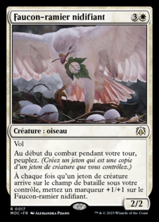 image Faucon-ramier nidifiant