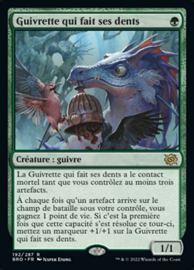 image Guivrette qui fait ses dents