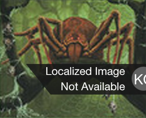 Canopy Spider