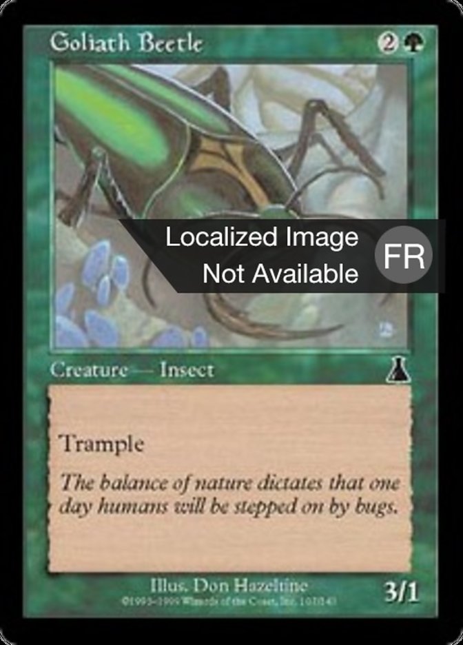 image Scarabée Goliath