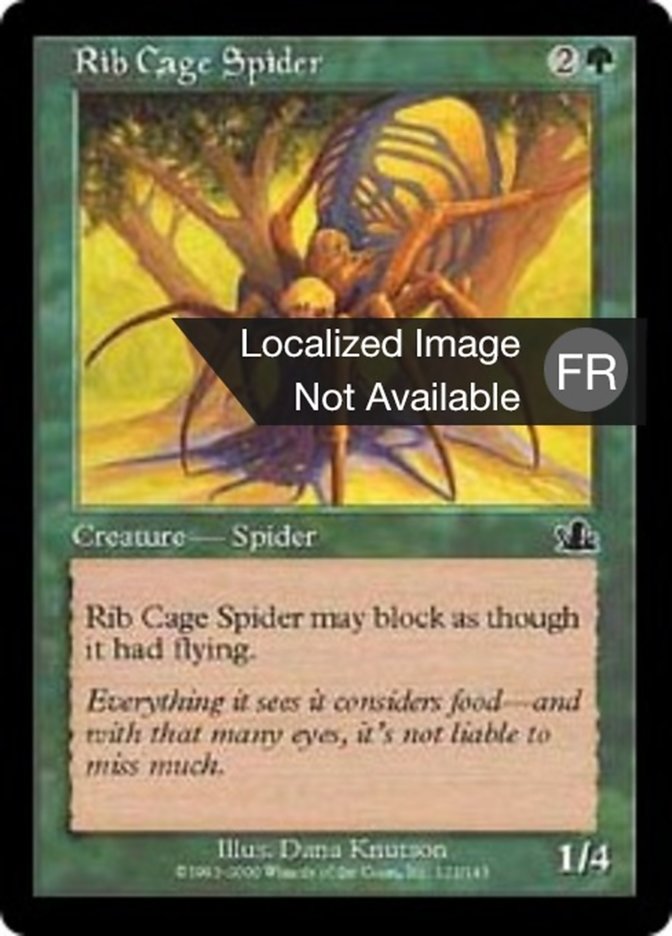 image Araignée thorax