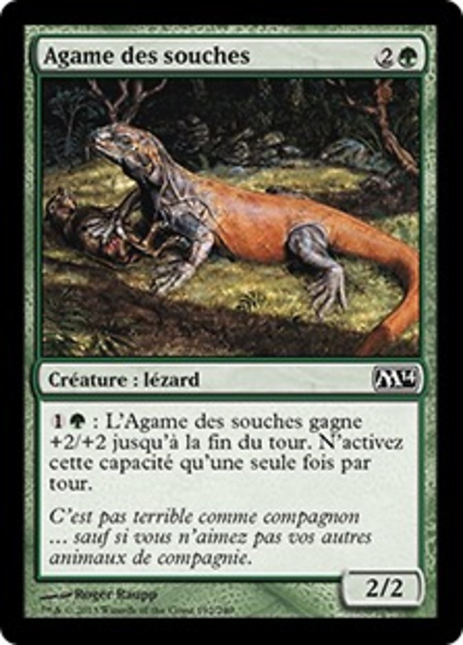 image Agame des souches