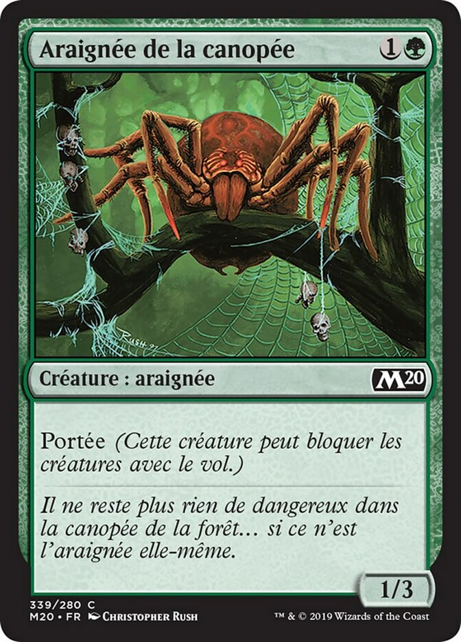 image Araignée de la canopée