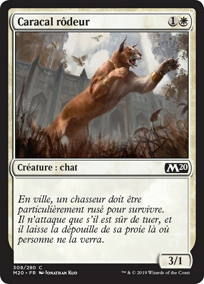 image Caracal rôdeur