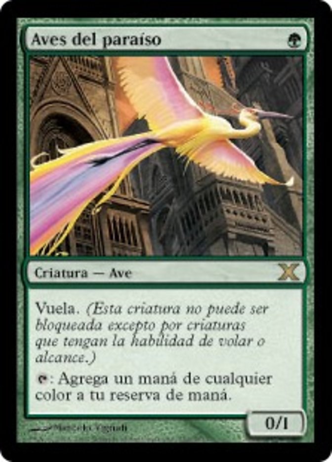 Aves del paraíso