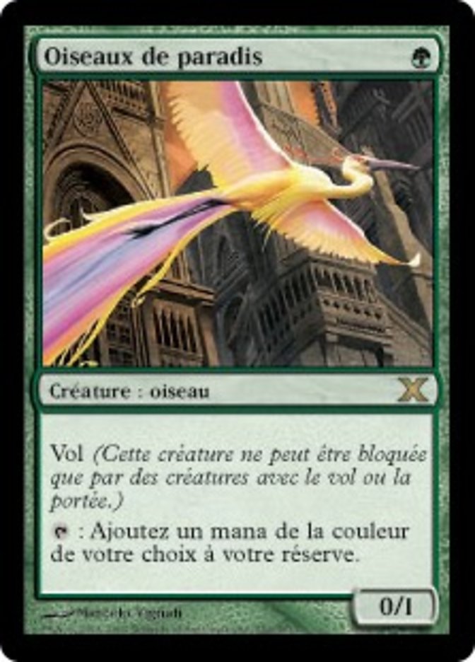 image Oiseaux de paradis