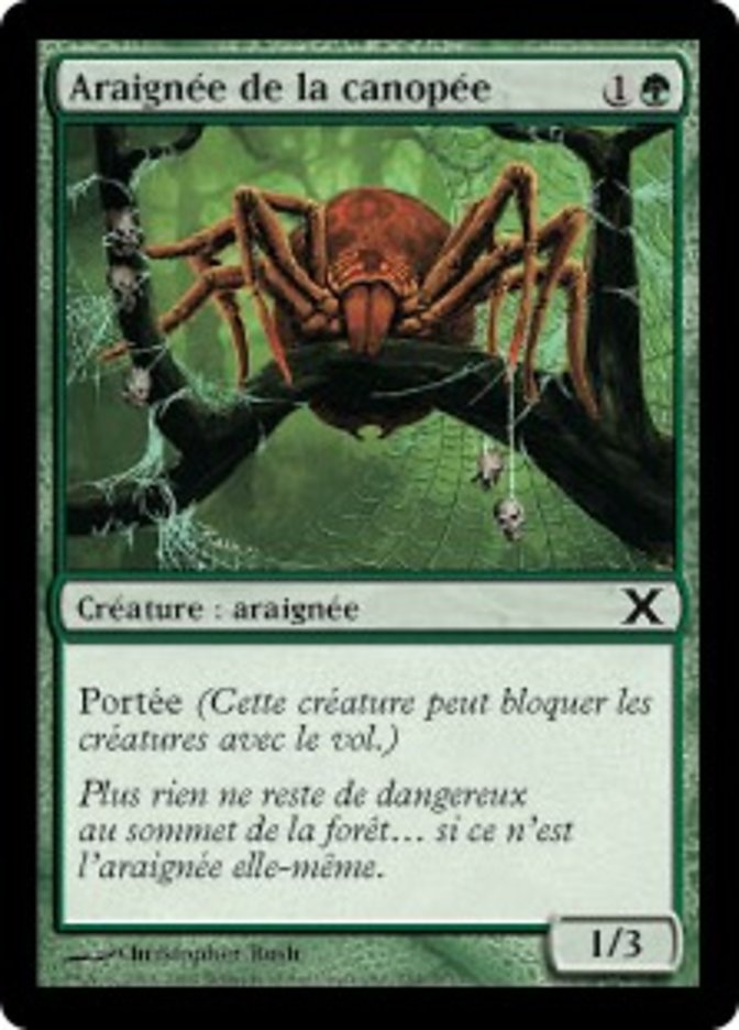 image Araignée de la canopée