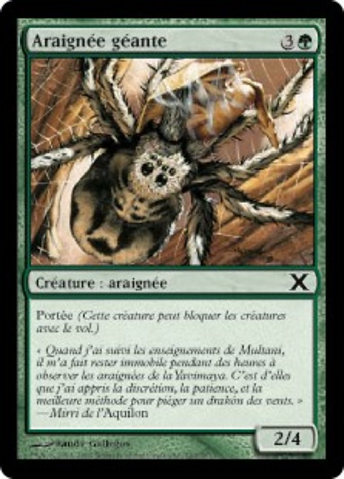 image Araignée géante
