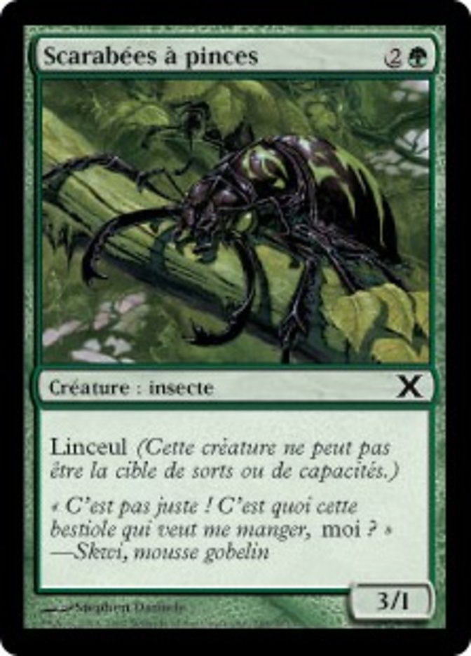 image Scarabées à pinces