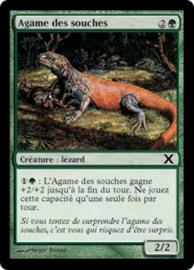 image Agame des souches