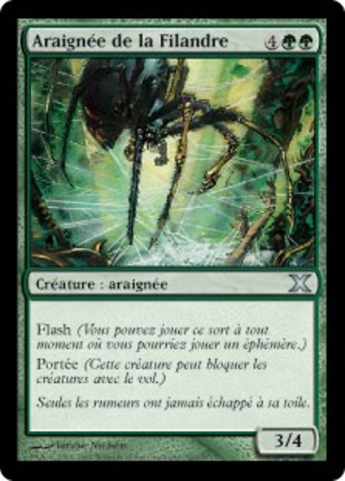 image Araignée de la Filandre