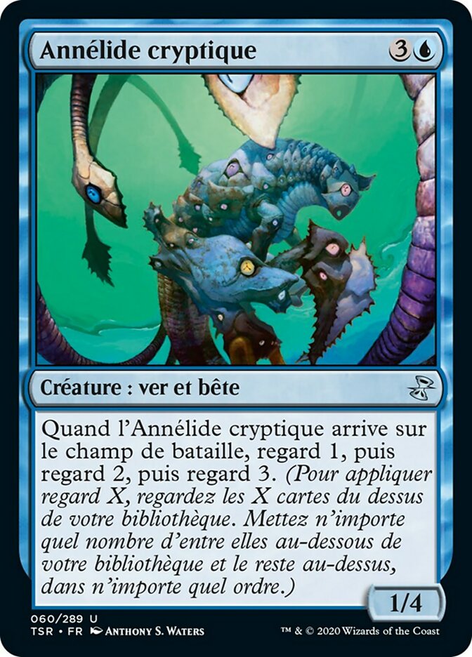 image Annélide cryptique