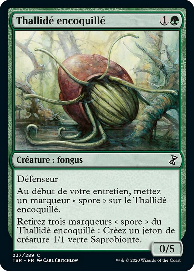 image Thallidé encoquillé