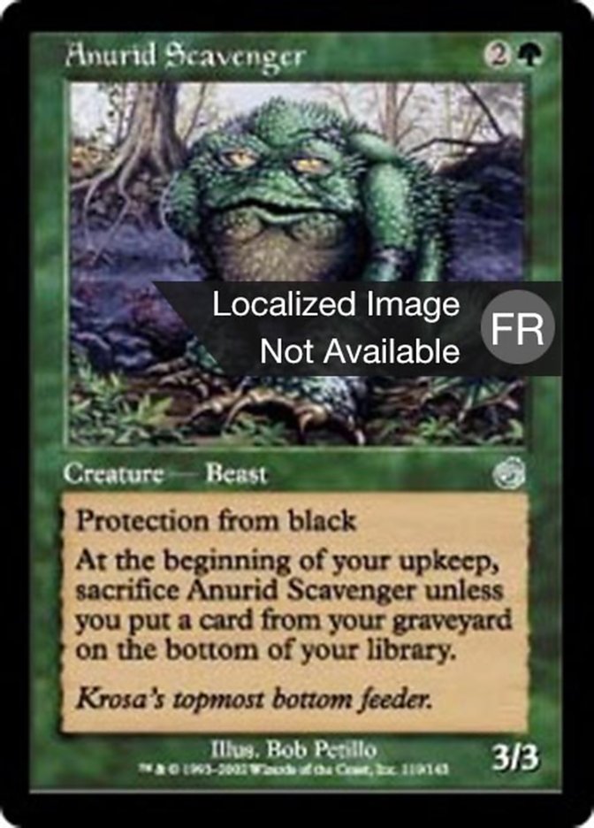 image Anouride nécrophage