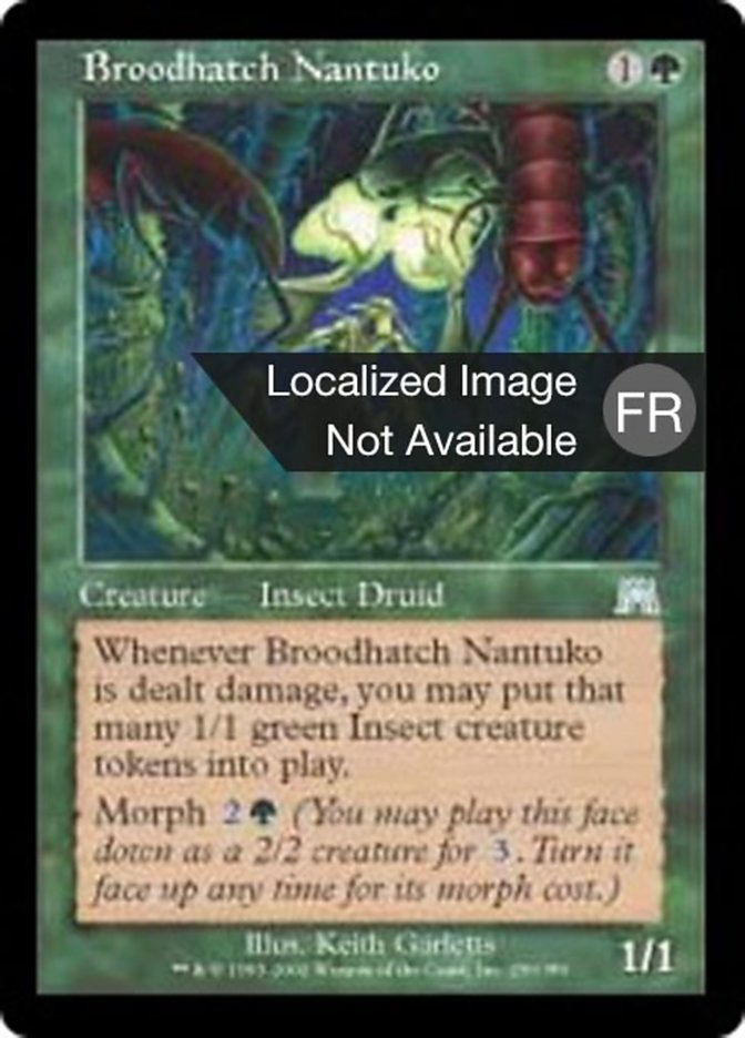 image Nantuko de la couvée