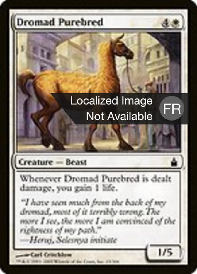 image Dromade de race