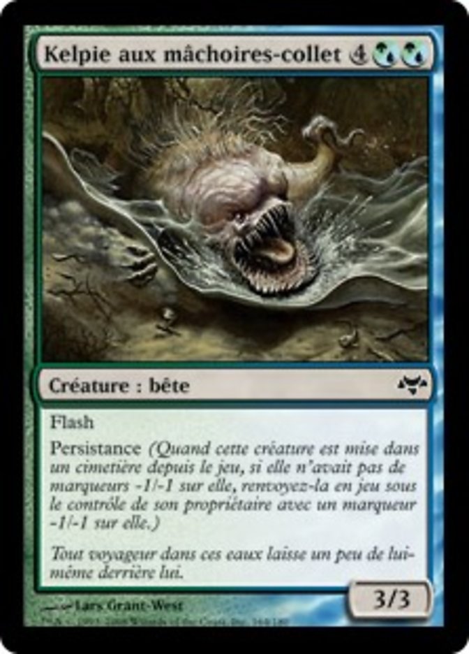 image Kelpie aux mâchoires-collet