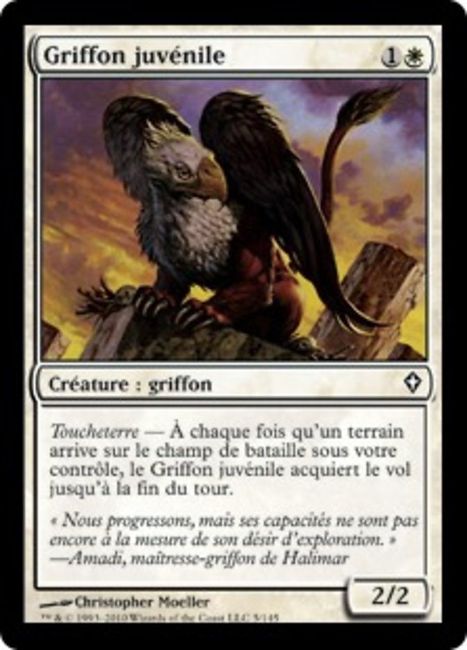 image Griffon juvénile