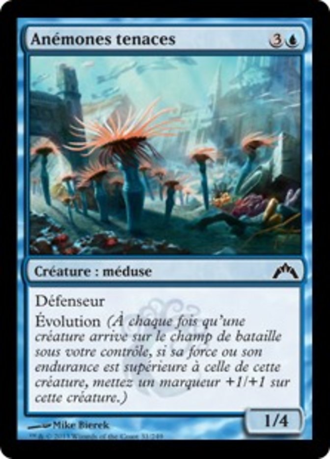 image Anémones tenaces