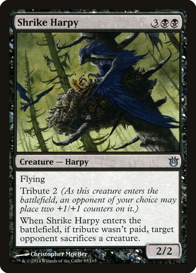 image Shrike Harpy