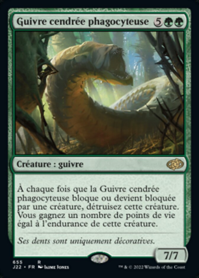 image Guivre cendrée phagocyteuse