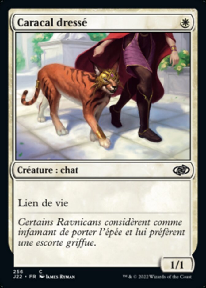 image Caracal dressé