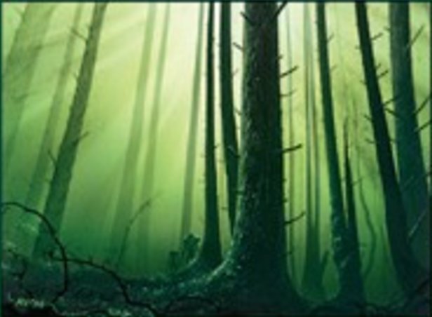 Foresta