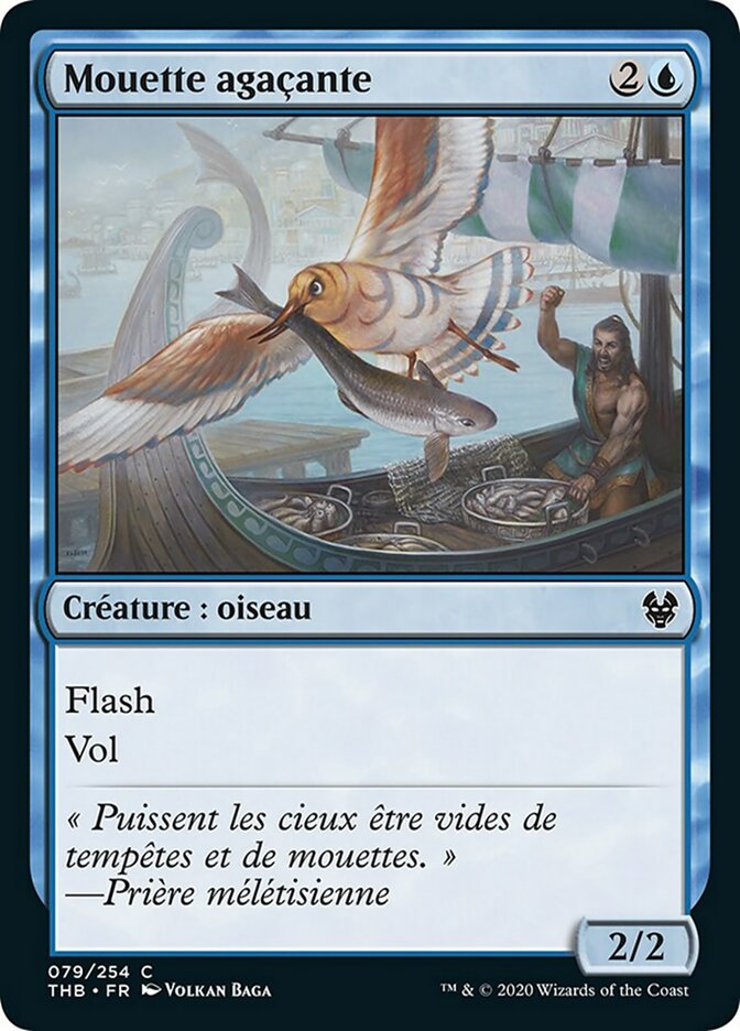 image Mouette agaçante