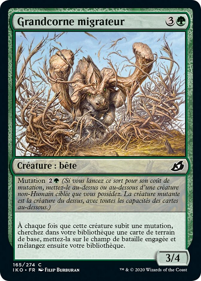 image Grandcorne migrateur