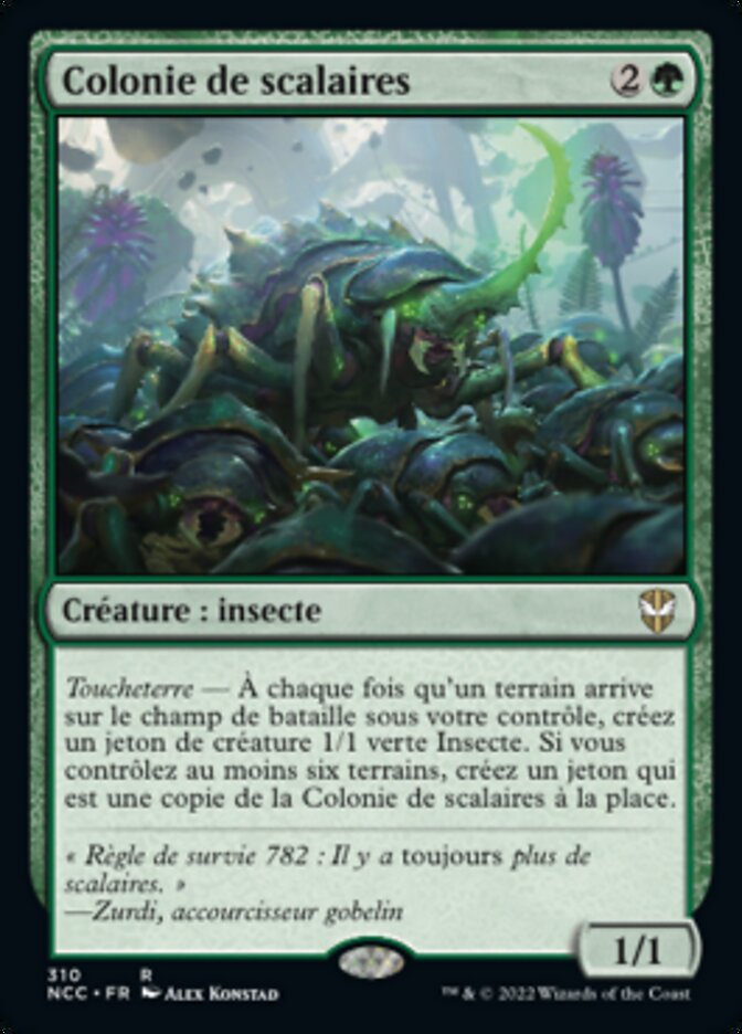 image Colonie de scalaires