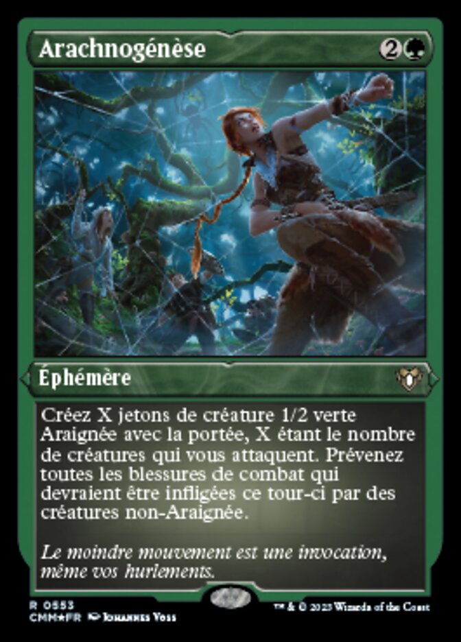 image Arachnogénèse