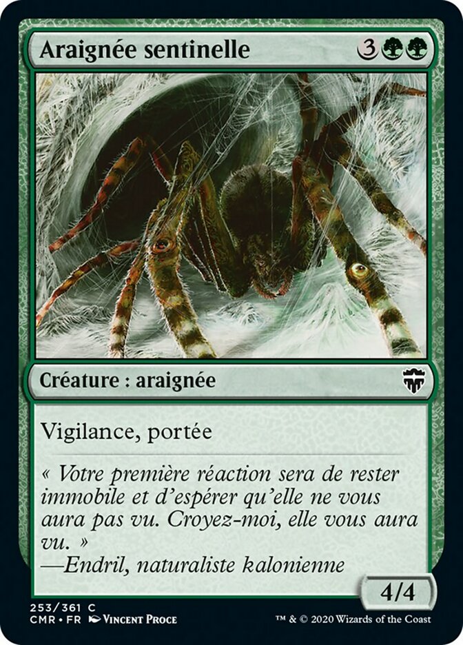 image Araignée sentinelle