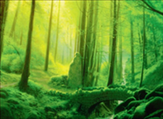 Forêt