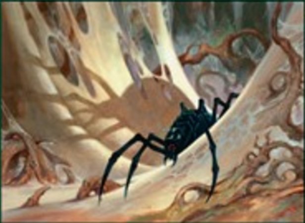 Halbschatten-Spinne