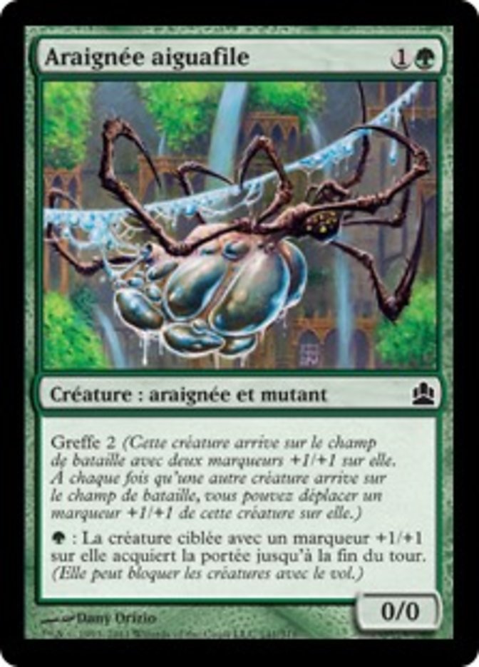 image Araignée aiguafile