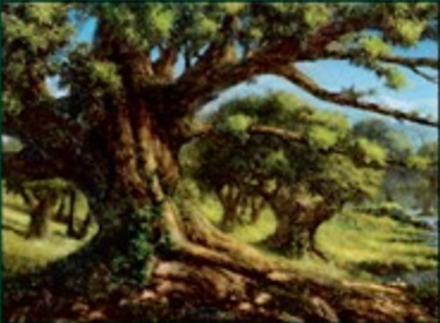 Forêt