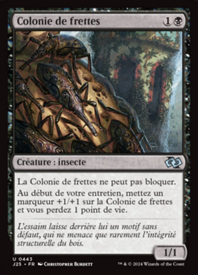 image Colonie de frettes